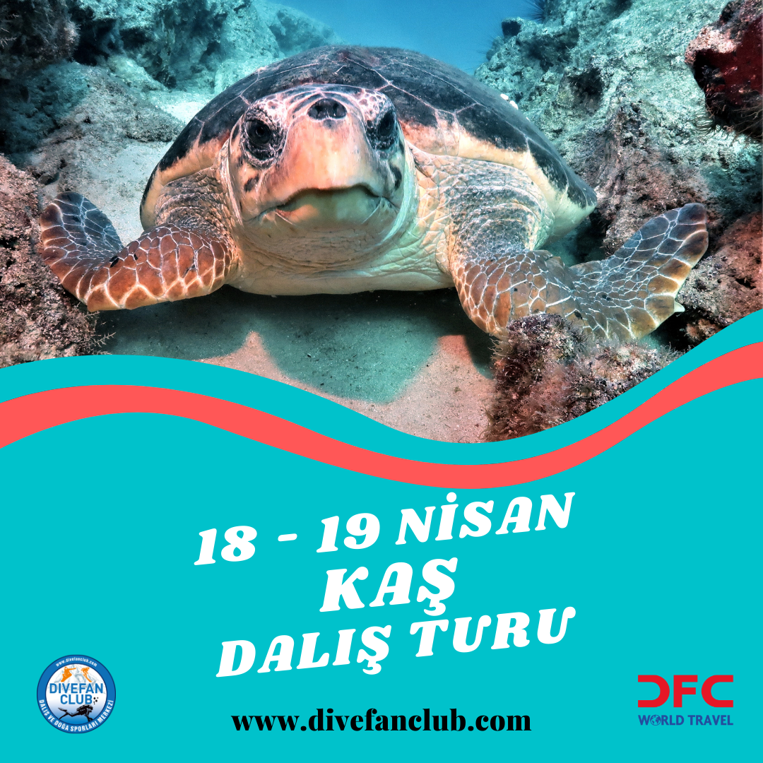 NİSAN KAŞ