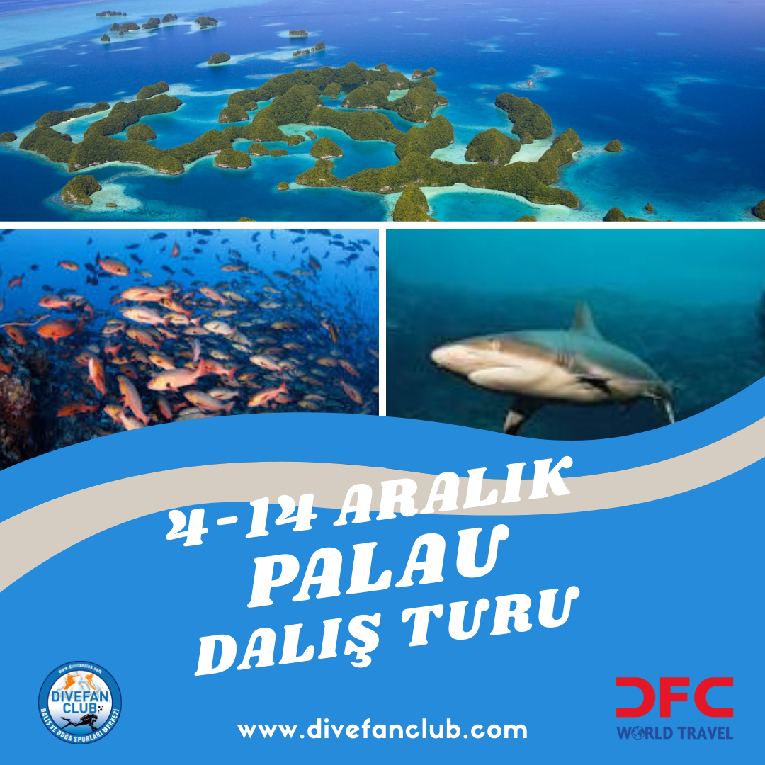 4-14 ARALIK PALAU DALIŞ TURU
